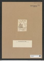 Triceratium lineolatum Grev. (de-Toni-Nr.: Genus 140, Species 3773) Zeichnungen Sammlung Grunow Nr. 7287 (NHMW-BOT-W0376308)